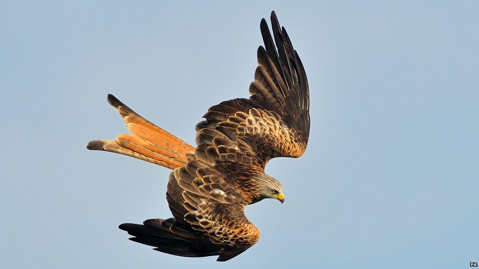 Red Kite