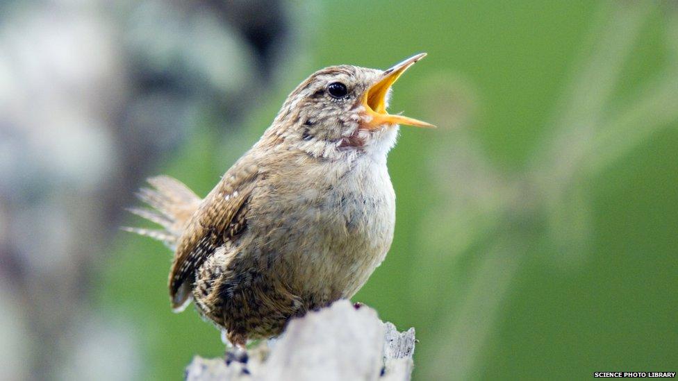 Wren