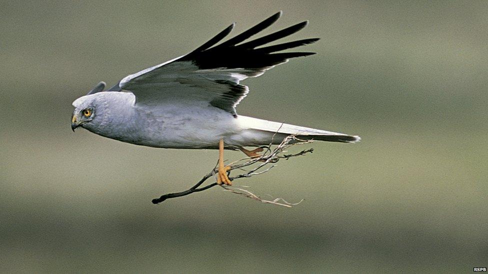 Hen Harrier