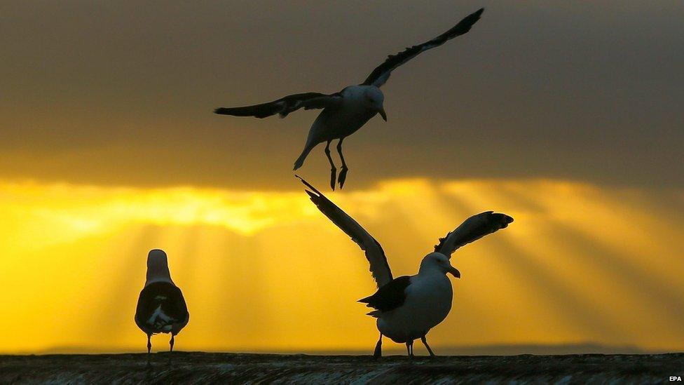 Seagulls take off from Kalk Bay harbour wall at dawn in Cape Town, South Africa, 6 May 2015