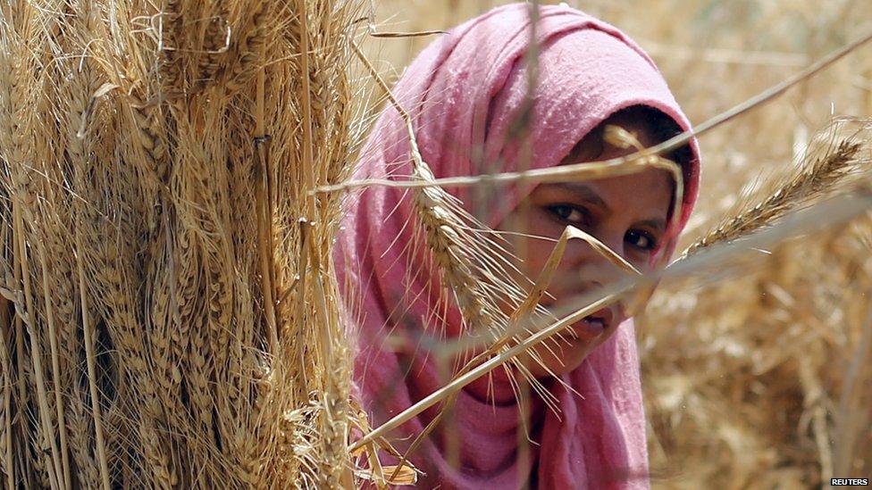 Doaa Amin, 14, works in her grandfather's wheat field in Qaha, El-Kalubia governorate, northeast of Cairo, 5 May 2015