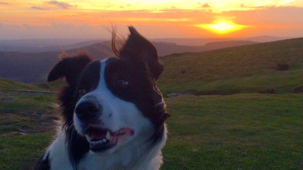 Kathryn Hopkins took this picture of her dog Oliver whilst walking on Twmbarlwm mountain in Risca., Caerphilly county.