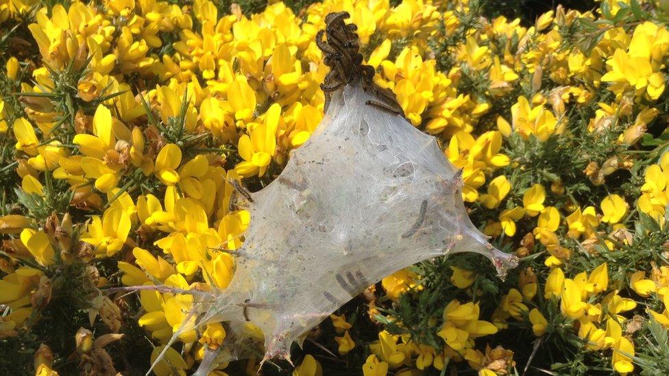 A 'tent' of caterpillars emerging from their cocoon on the Pembrokeshire coast path between Solva and St David's in Pembrokeshire was captured Angela Michael.