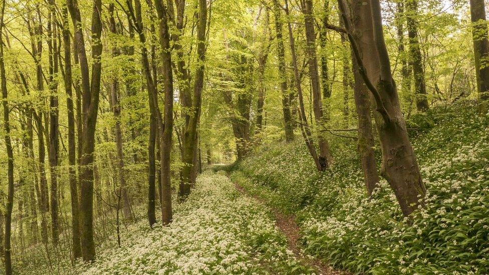 A carpet of wild garlic growing in woodland at Parkmill, on Gower, taken by Peter Seaman.