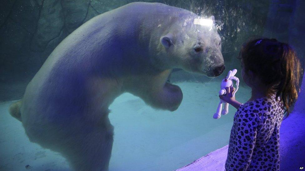 Girl looking at polar bear in zoo