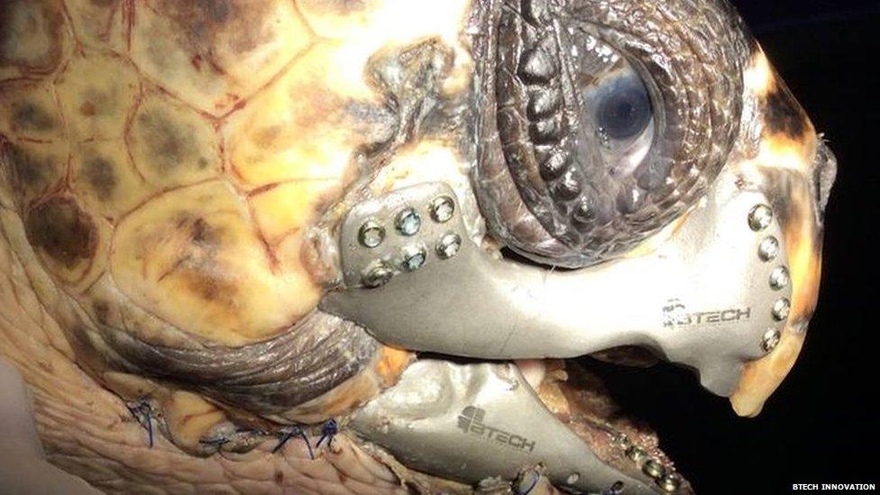 Turtle fitted with 3D printed jaw