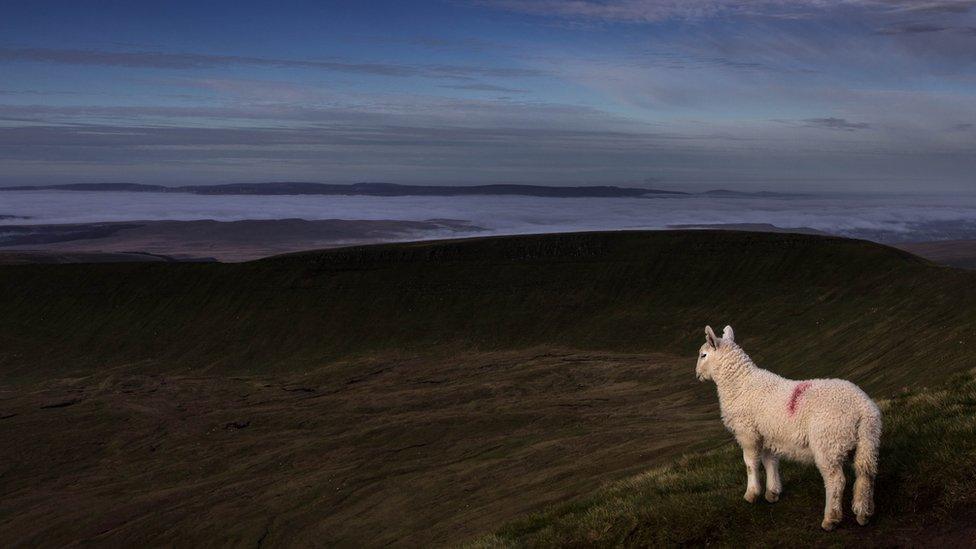 David Short from Cwmbran spotted this lamb on the summit of Pen Y Fan, Brecon