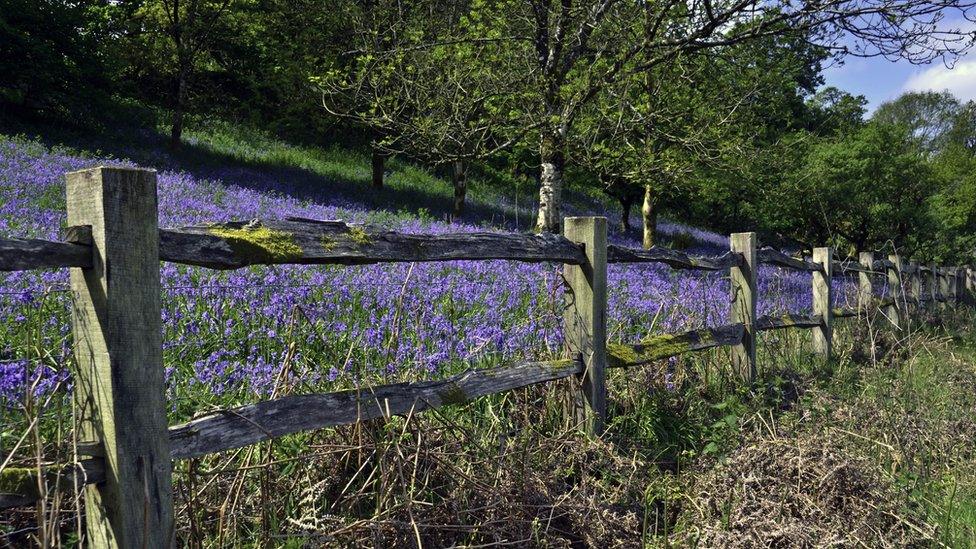 The Bluebell woods at the National Trust's Dinefwr Park are particularly colourful, taken by Colin Riddle