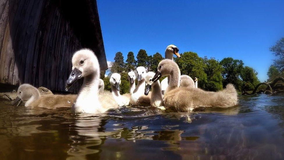 the Swans and there young on the Lake at Tredegar Park, Newport