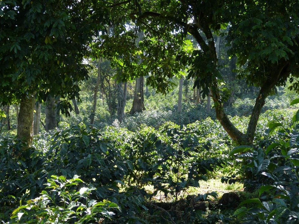 Ethiopian forest