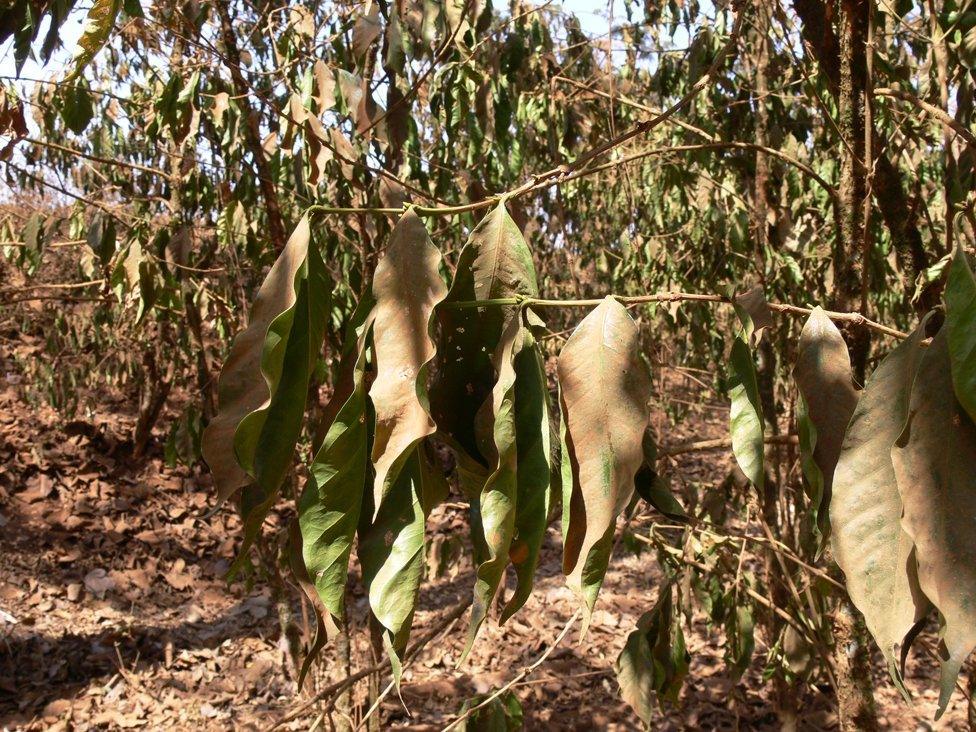 Dry coffee leaves