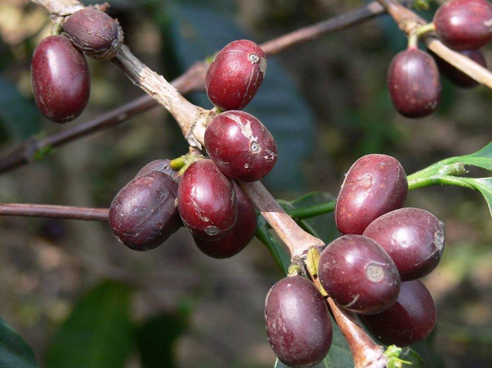 Coffee fruit