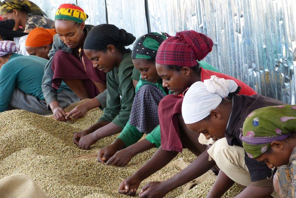 Sorting coffee beans