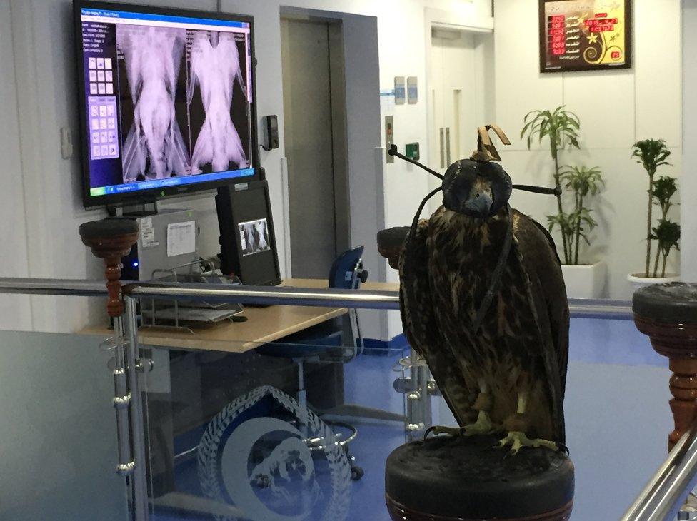 Falcon patient being X-rayed