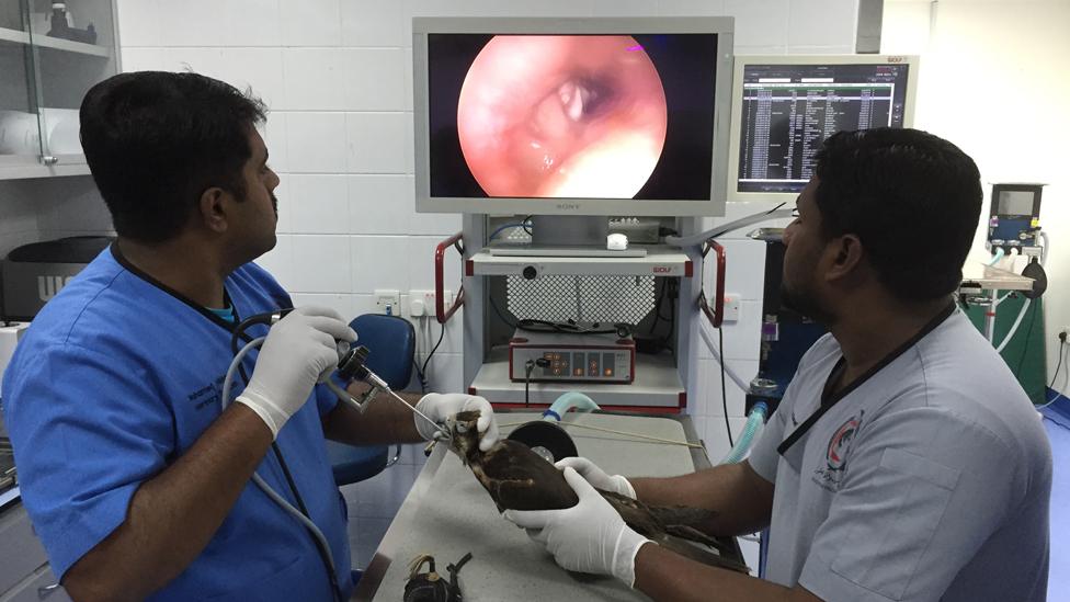 An endoscopy procedure on a falcon