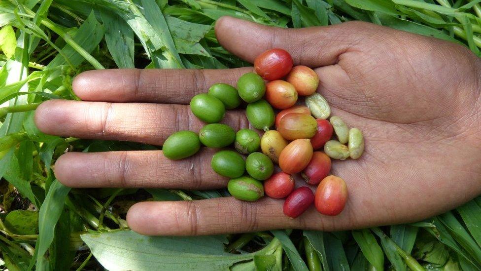 red and green coffee cherries