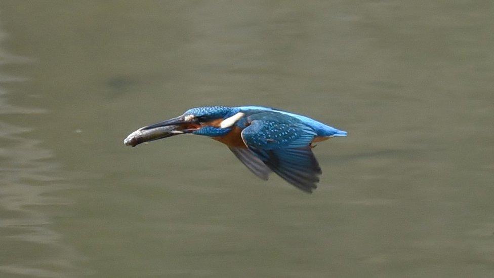 Patrick Cheshire from Churchstoke, Montgomery, took this picture of a kingfisher returning to the nest with a fish for his partner at Pwll Penarth Nature Reserve, Newtown