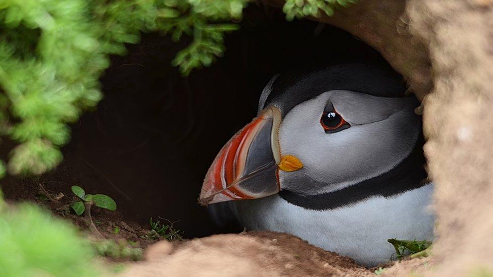 Wayne Jones captured a picture of this puffin on Skomer Island, Pembrokeshire