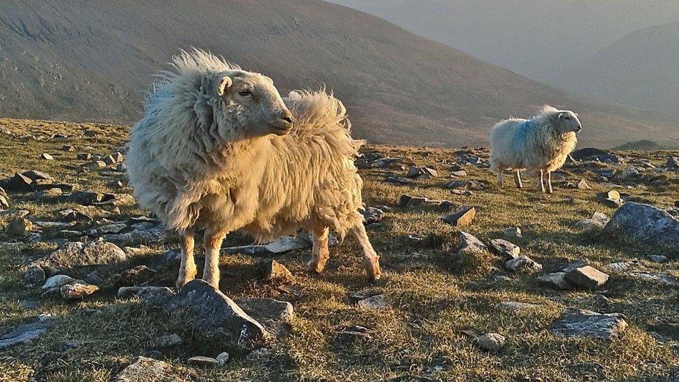 Sheep on the summit of Cader Idris. Picture taken by Martin Evans of Dolgellau, Gwynedd