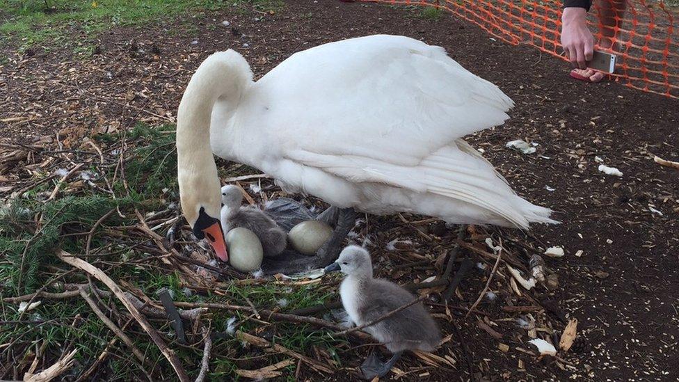 Simon Jones captured a picture of a swan revealing its cygnets and two eggs at Cardiff's Roath Lake