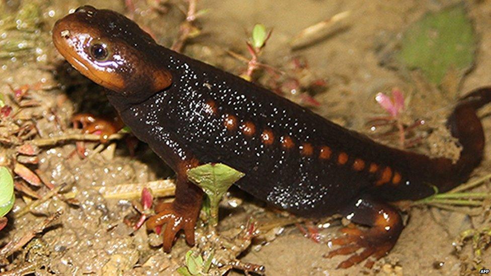 Crocodile newt