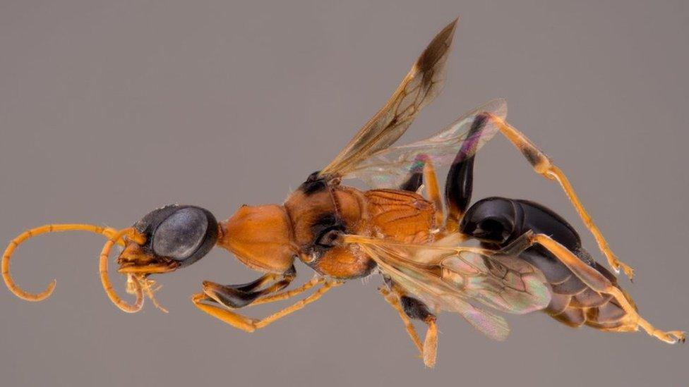 Dementor wasp