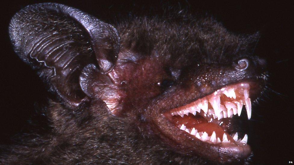 Long toothed bat