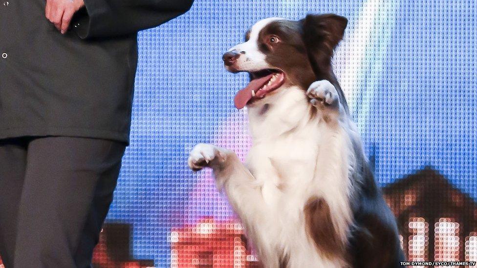 Matisse the dog is the winner of Britain's Got Talent