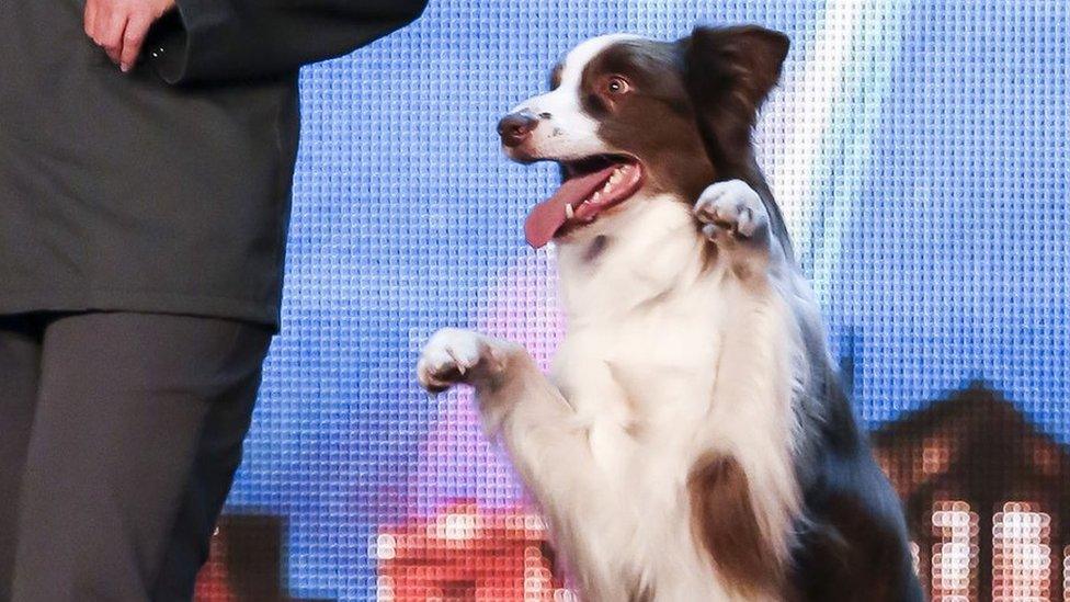 Matisse the dog is the winner of Britain's Got Talent