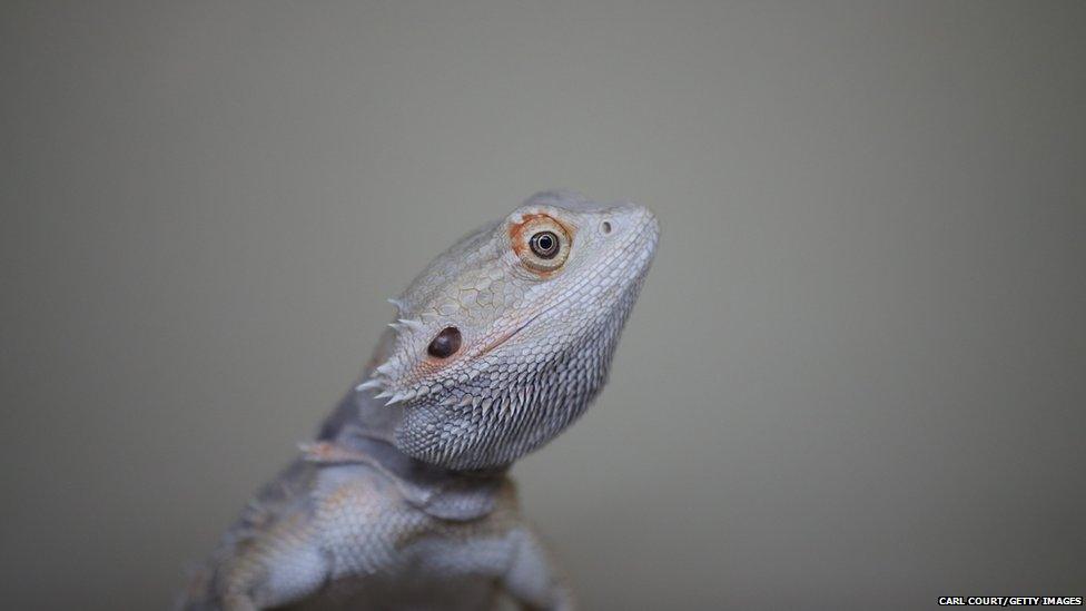 A Bearded Dragon