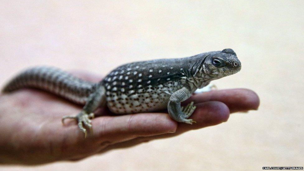 A Desert Iguana