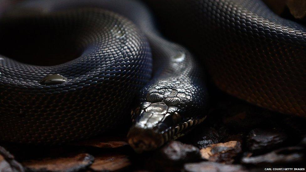 A White Lipped Python