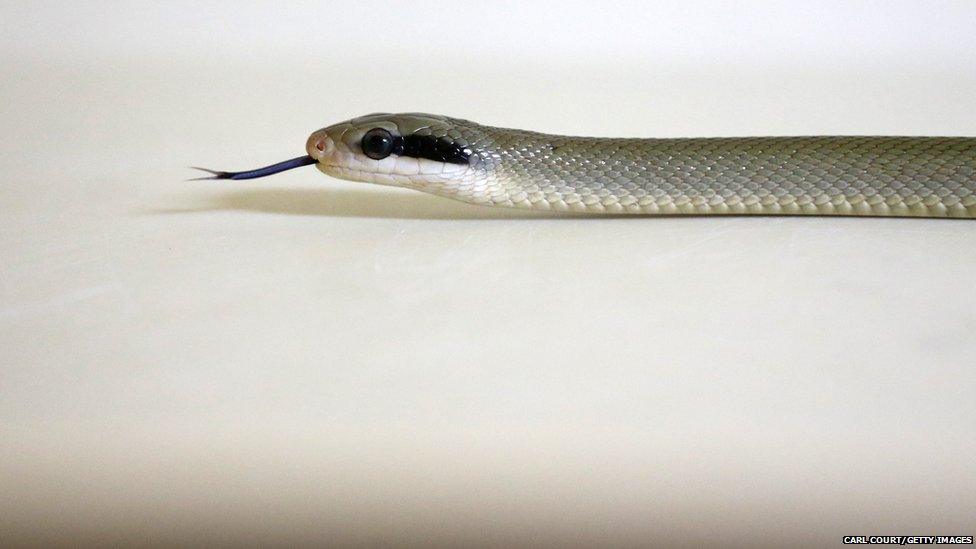 A Taiwanese Beauty Snake