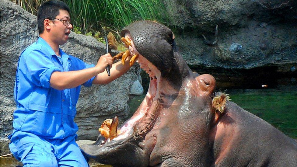 Hippopotamus at a Japanese zoo