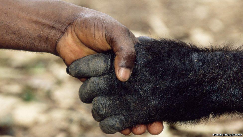 Man and gorilla shake hands