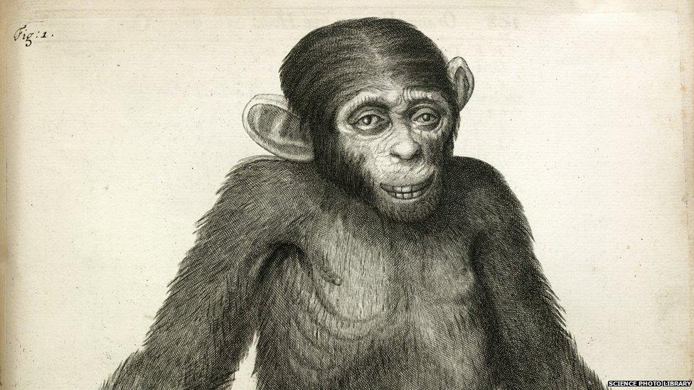 A chimpanzee. Image taken from Orang-Outang, sive Homo Sylvestris: or, the Anatomy of a Pygmie compared with that of a monkey, an ape, and a man