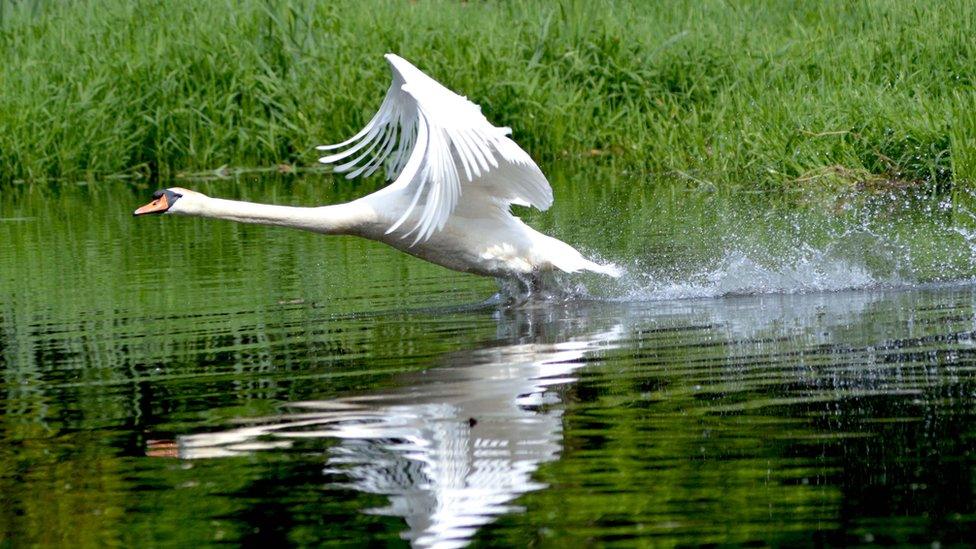 Dai Phillips of Milford Haven, Pembrokeshire, took this photo of a swan in flight at Withybush Woods in Haverfordwest.