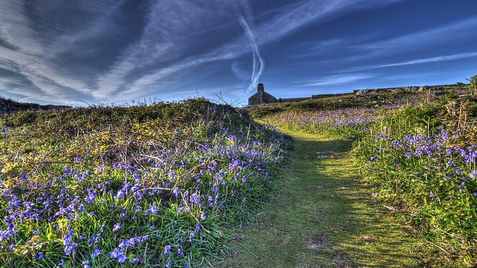 An old farmhouse on Pembrokeshire's Skomer Island surrounded by bluebells taken by Wayne Jones.