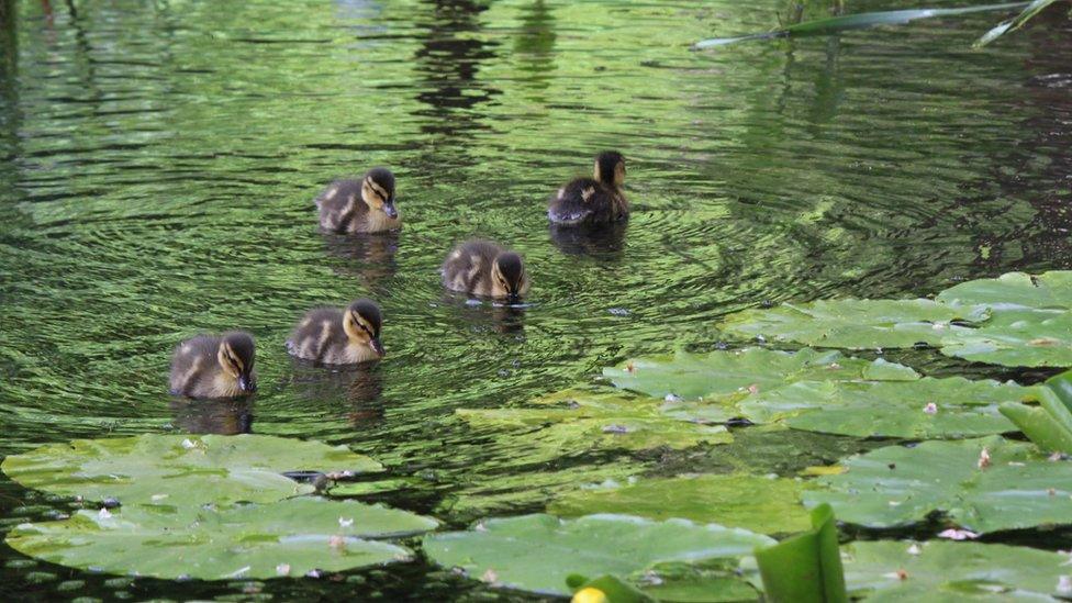 Ducklings at Darran Park, in Ferndale, Rhondda Cynon Taff, by Stephen Smith.