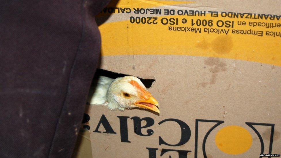 Chicken in a box on a bus in Mexico