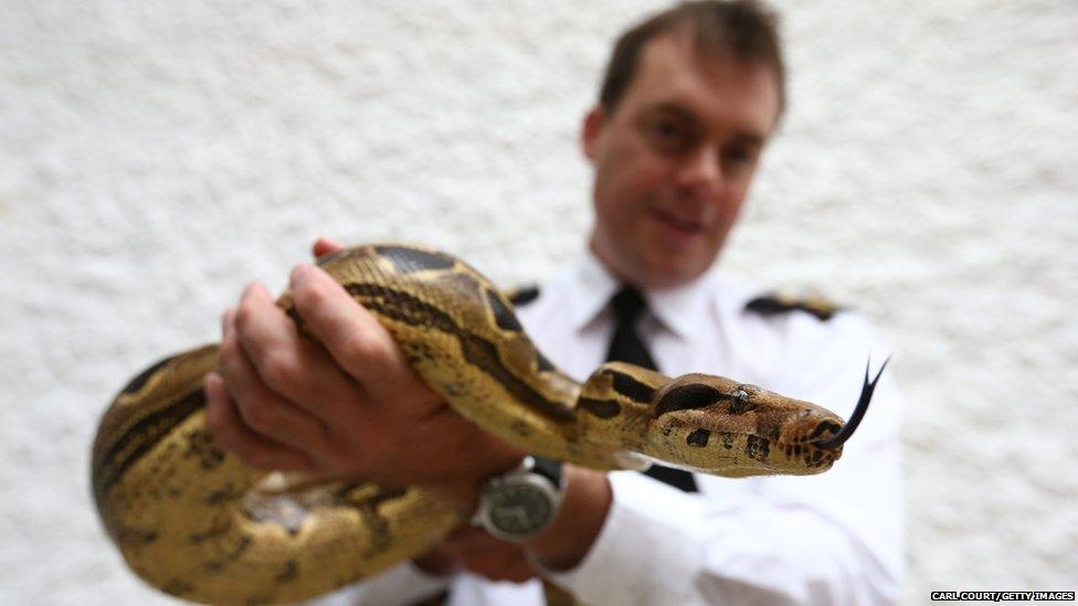 Andrew Kirby handles a Boa Constrictor