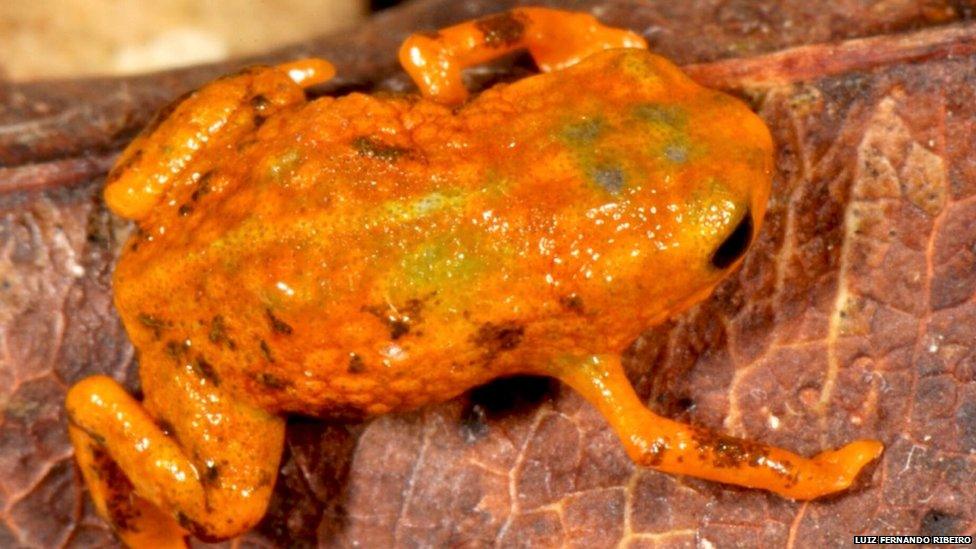 New species of frog discovered