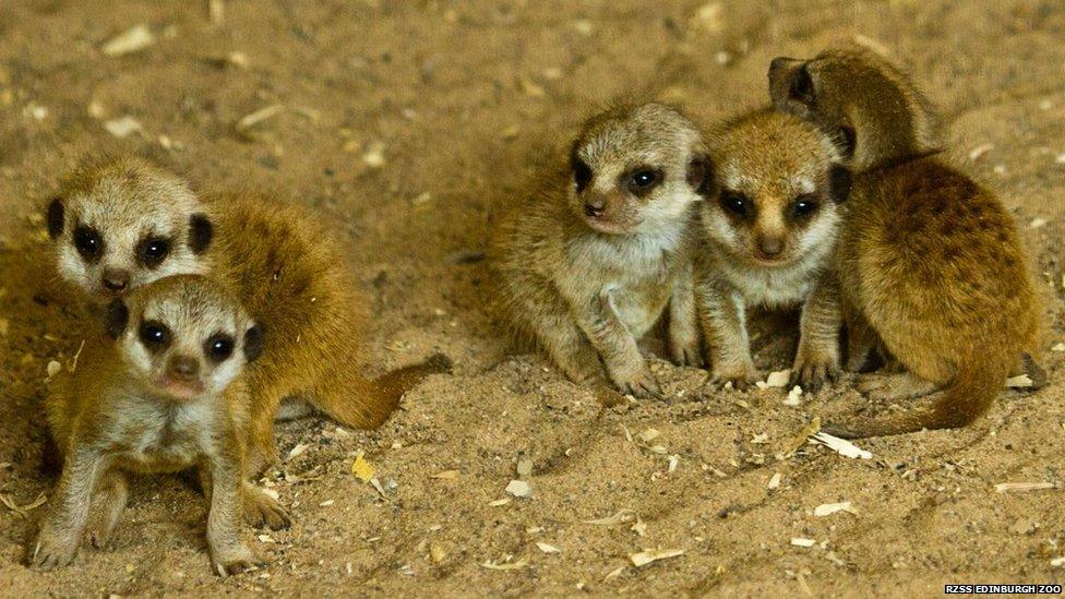 five baby meerkat pups playing