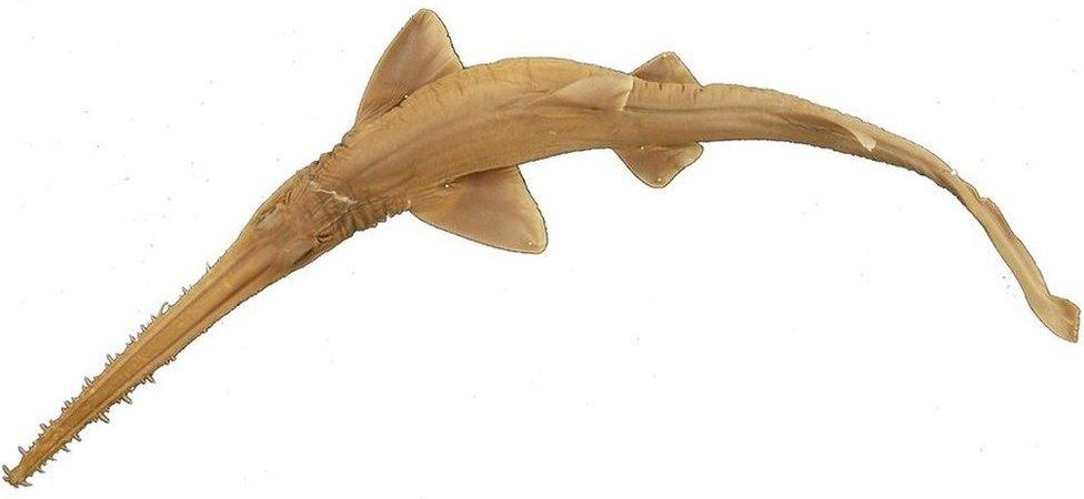 Lana's sawshark