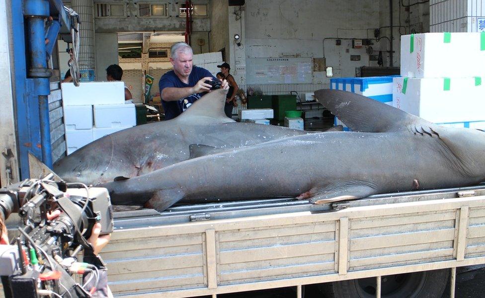 Ebert photographing bull sharks in Taiwan