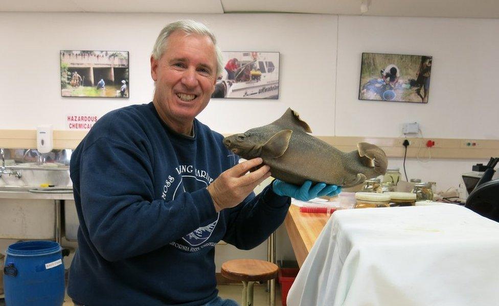 Ebert holding a new species of rough shark.