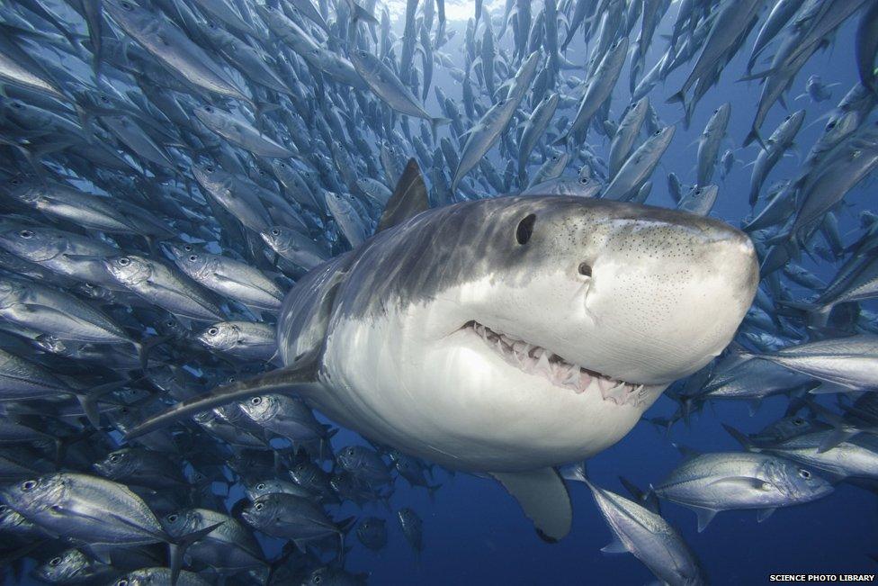 Great white shark