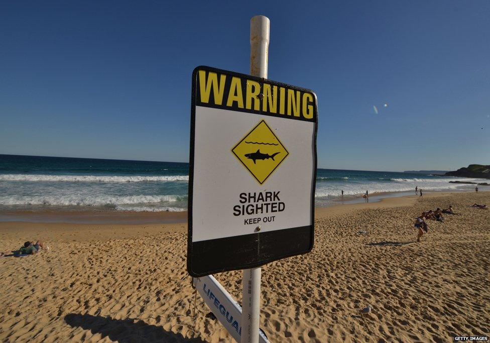 Shark warning on beach in Australia