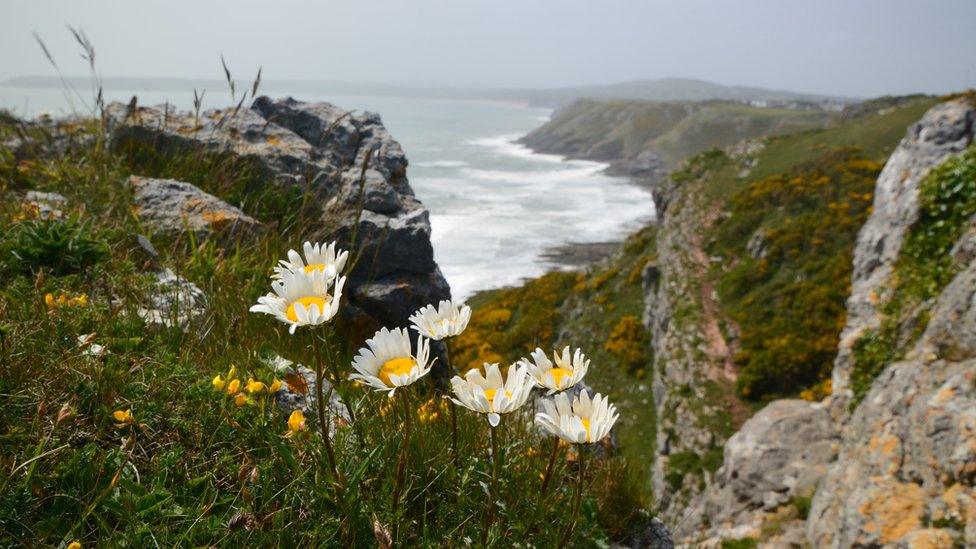 Mike Doyle captured this image of a clump of wild flowers on Pwlldu Head, Gower, with a wild sea behind against the headland of Three Cliffs Bay