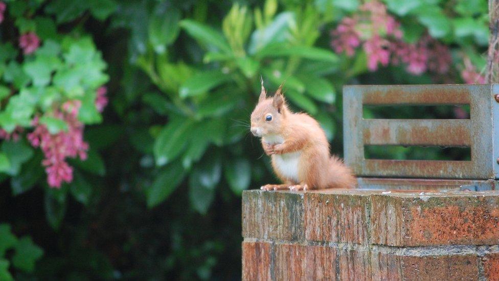 This red squirrel came to the bird feeder in the garden of Nick James in Llanfairpwll, Anglesey